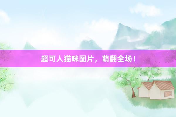 超可人猫咪图片，萌翻全场！